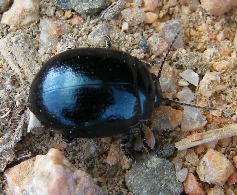 Chrysolina haemoptera corvina